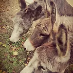 Κάμπινγκ La Roulotte Aux Nuits Insolites D'argoumbat Beaumont-de-Lomagne