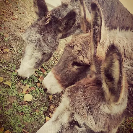 Camping La Roulotte Aux Nuits Insolites D'argoumbat Beaumont-de-Lomagne